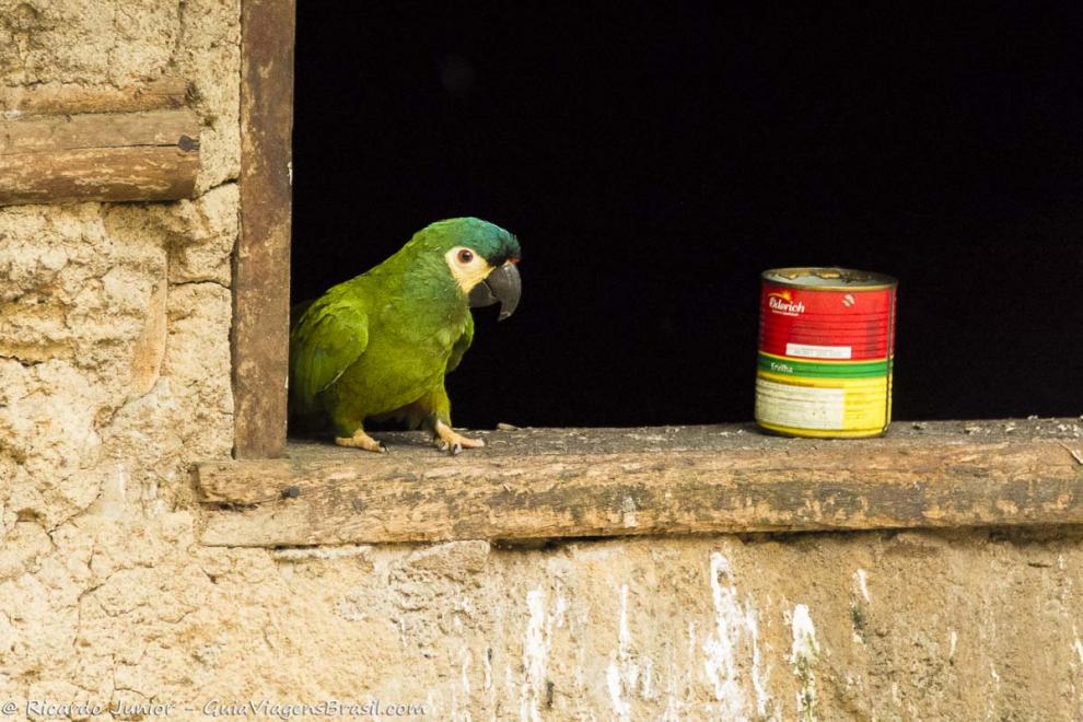 Imagem de um papagaio solto na Aldeia Indígena.
